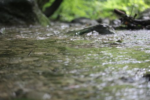 Free River Forest photo and picture
