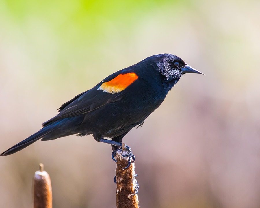 Blackbird Perched Red Winged Free Photo On Pixabay