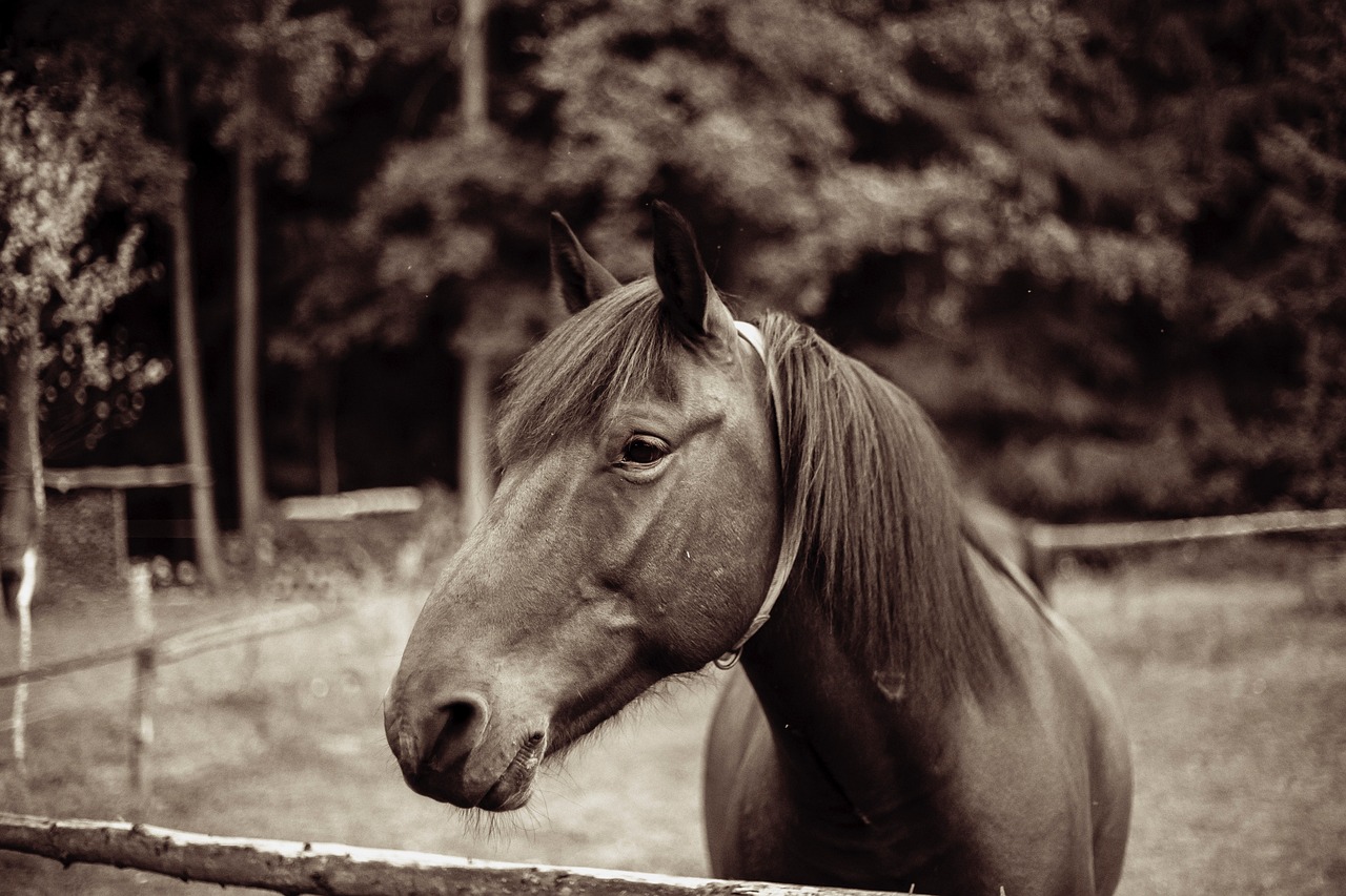 Horse - free online jigsaw puzzle photo