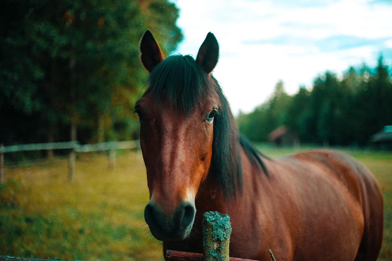 Horse - free online jigsaw puzzle photo