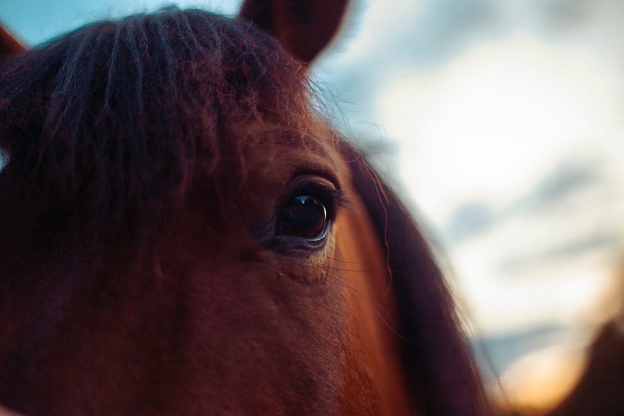 Horse - free online jigsaw puzzle photo