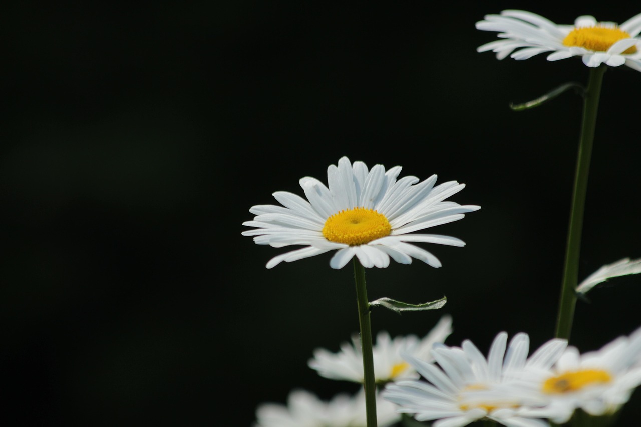 pixabay-pixabay