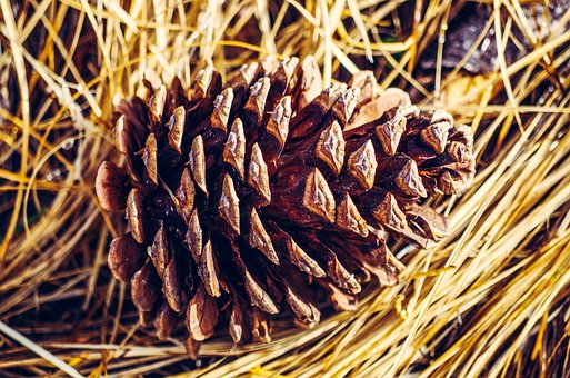 Free Pine Cone Pine Needles photo and picture
