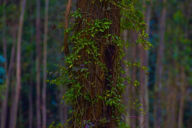 Free Nature Plant photo and picture