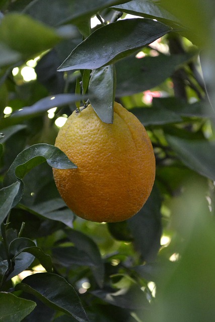 Gulve, Frugttræer, Orange
