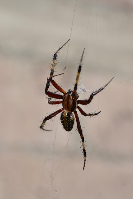 Spider, Arachnid, Web