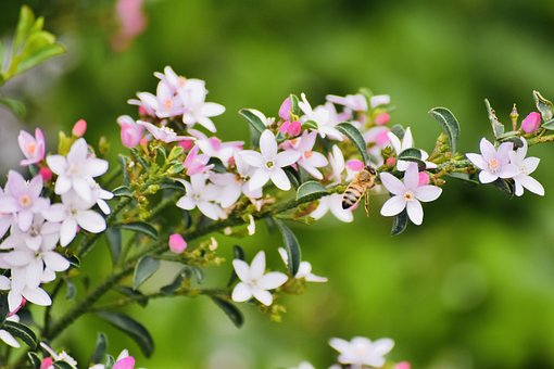 Free Flowers Bee photo and picture