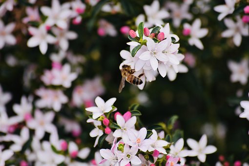 Free Flowers Bee photo and picture