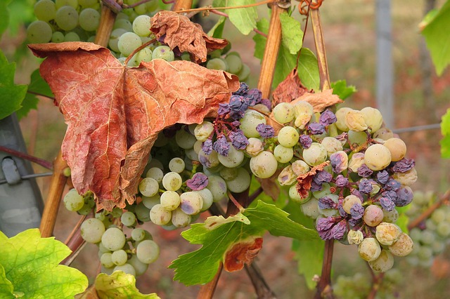 Free Grape Dryness photo and picture