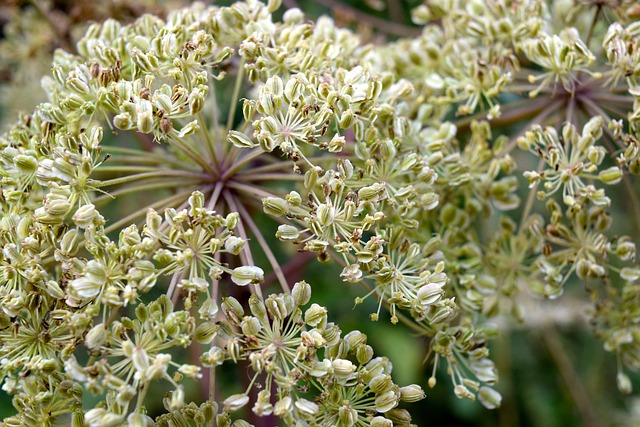 Free Plant Seed Stand photo and picture