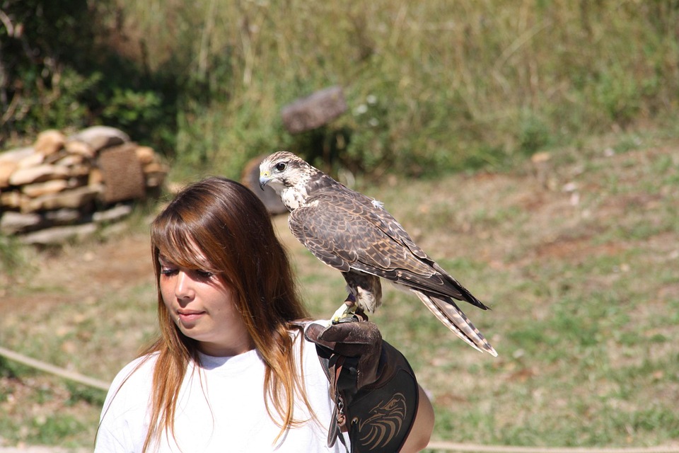Young Rapter Raptors Falcon Bird - Free photo on Pixabay - Pixabay