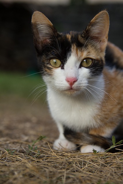 Free Cat Animal photo and picture
