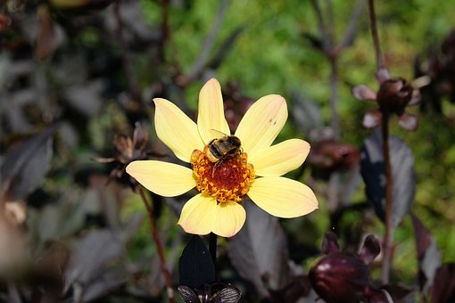 Bi, Blomst, Smukke Blomster, Knop