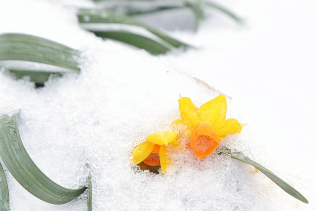 Free Snow Daffodils photo and picture