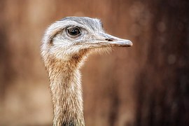 Bouquet, Bird, Close Up, Animals