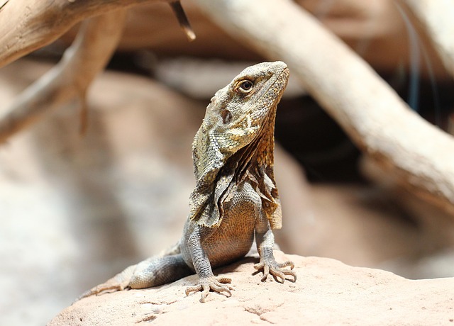 Chamäleon, Reptilien, Tierwelt