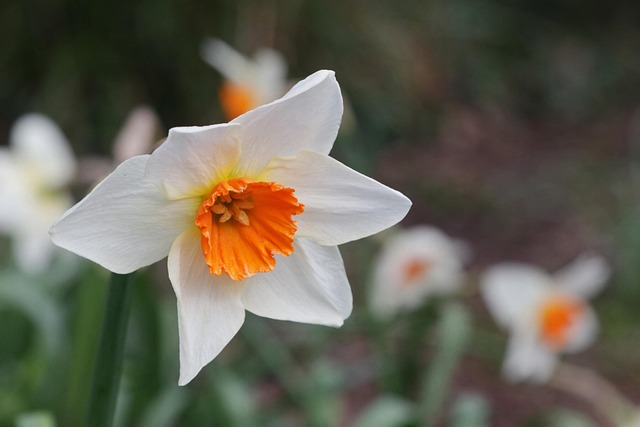Free Daffodil Spring photo and picture