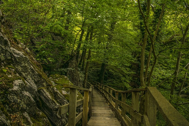 Brug, Natuur, Bos, Schilderachtig, Pad