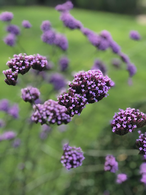 Free Flower Garden photo and picture