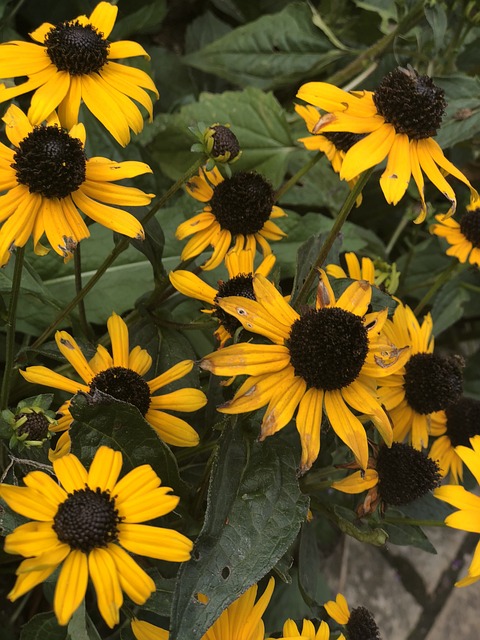 Free Flower Garden photo and picture