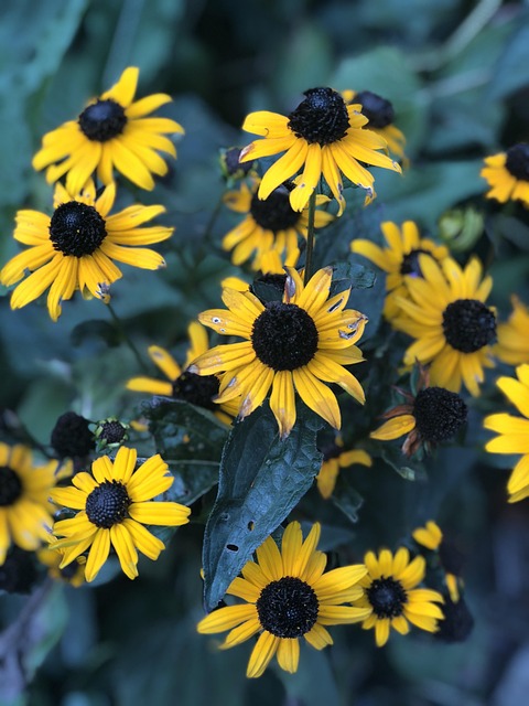Free Petals Yellow photo and picture