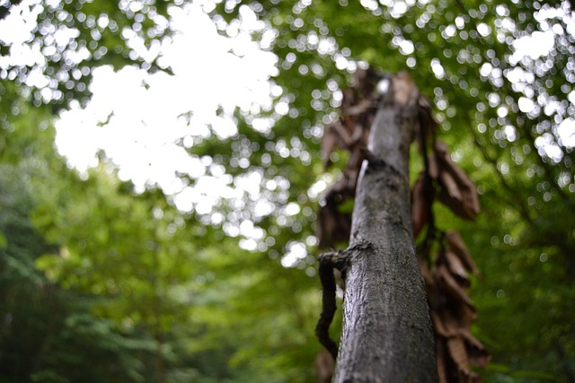 Free Plugged Nature photo and picture