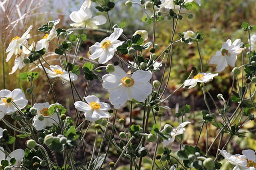 Free White Flowers Summer Flowers photo and picture