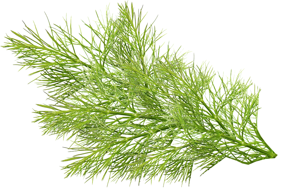 2000 Gambar Daun Adas HD Paling Keren 2000 Gambar Daun Adas HD Paling Keren