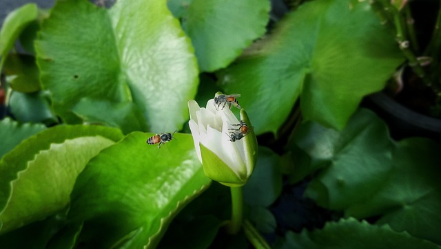 Lotus, ดอกบัว, Flower, ผึ้ง, Bee