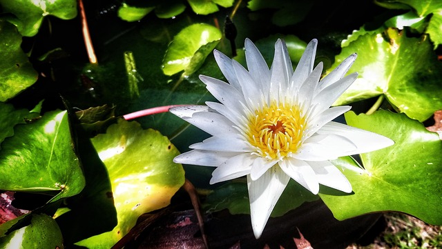 Lotus, บัว, ดอกบัว, White