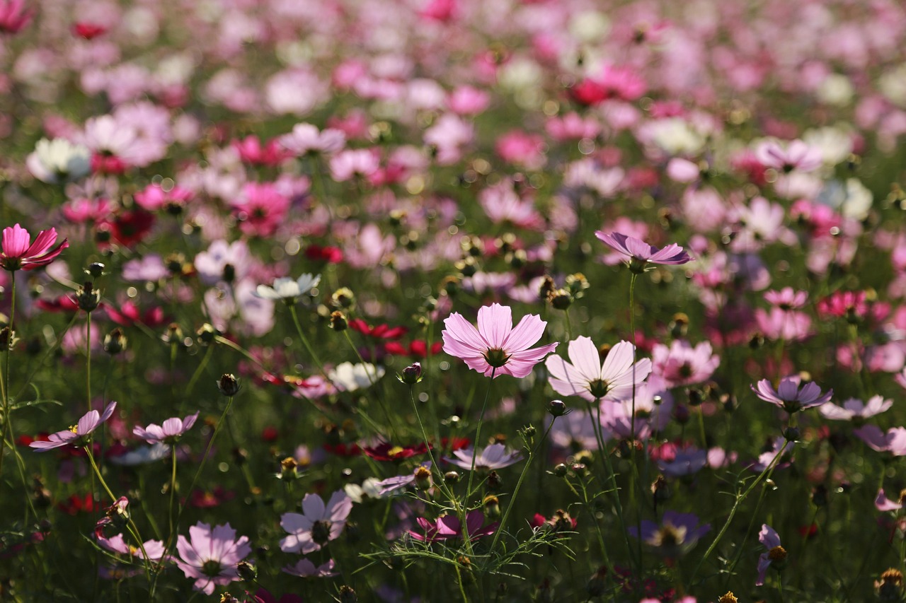 Cosmos - free online jigsaw puzzle photo