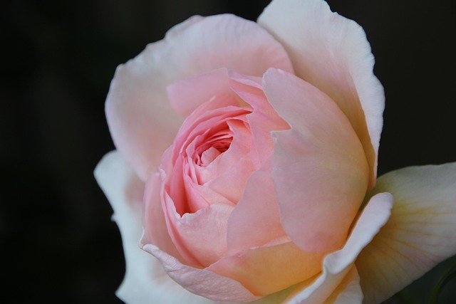 Free Rose Flower photo and picture