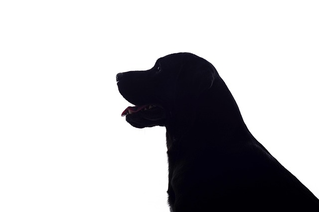 Free Silhouettes Black And White photo and picture