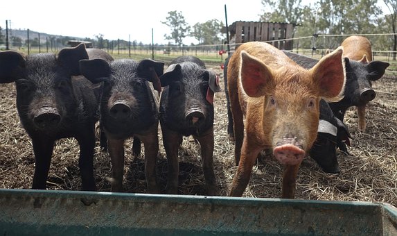 Cerdos, Animales, Hocico, Cerdo, Porcina