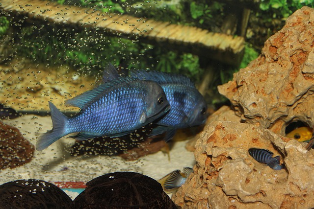Aquarium Der Fisch Chiclet Kostenloses Foto Auf Pixabay Pixabay aquarium-der-fisch-chiclet-kostenloses-foto-auf-pixabay-pixabay