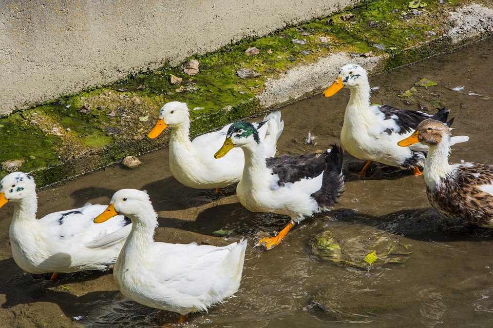 Pato Picture Pato Dd Naturaleza - Foto gratis en Pixabay - Pixabay