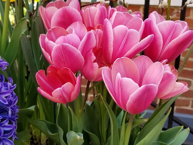 Free Flowers Pink photo and picture