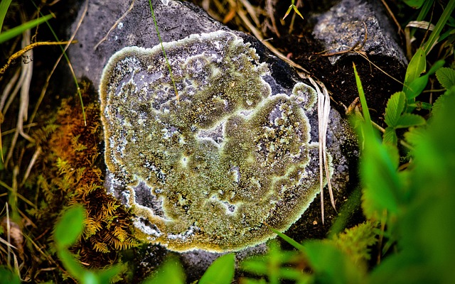 Free Lichen Forest photo and picture