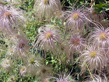 Blume, Klematis, Ranunculaceae, Garten