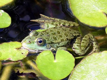 Frosch, Grün, Batrachian, Tier