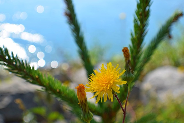 Free Flower Summer photo and picture