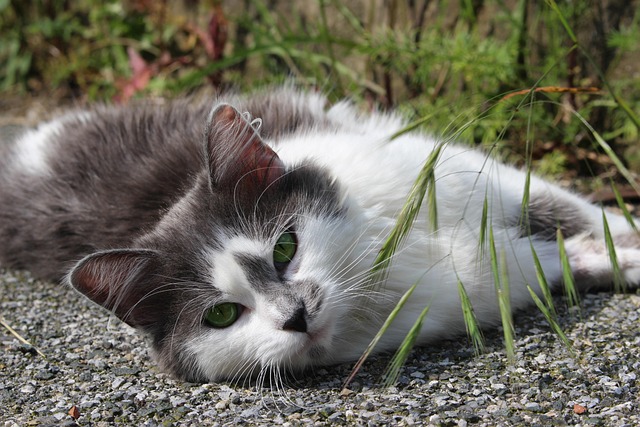Free Cat Nature photo and picture