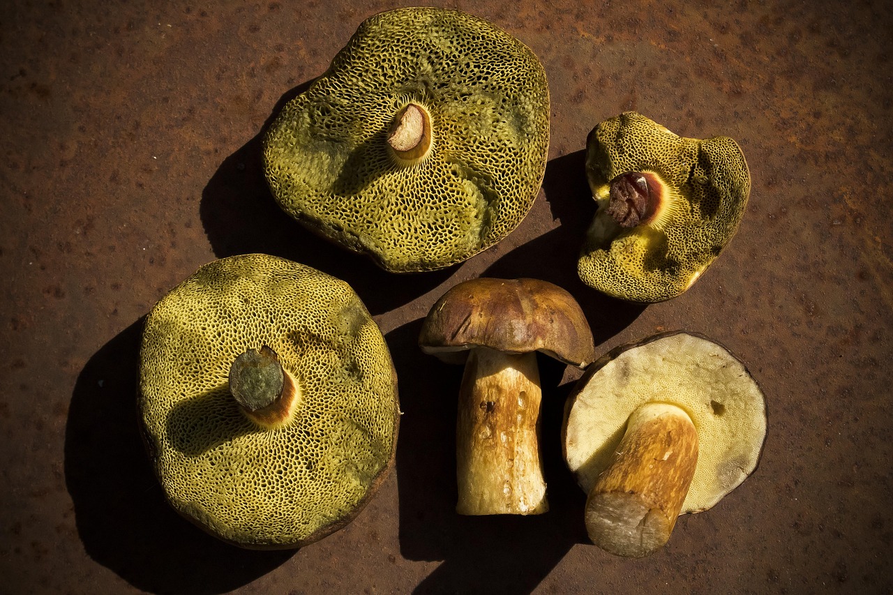 2-free-hexenfu-steinsopp-hexenfu-boletus-images-pixabay