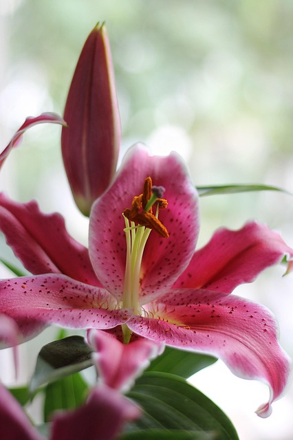 Free Flower Lily photo and picture