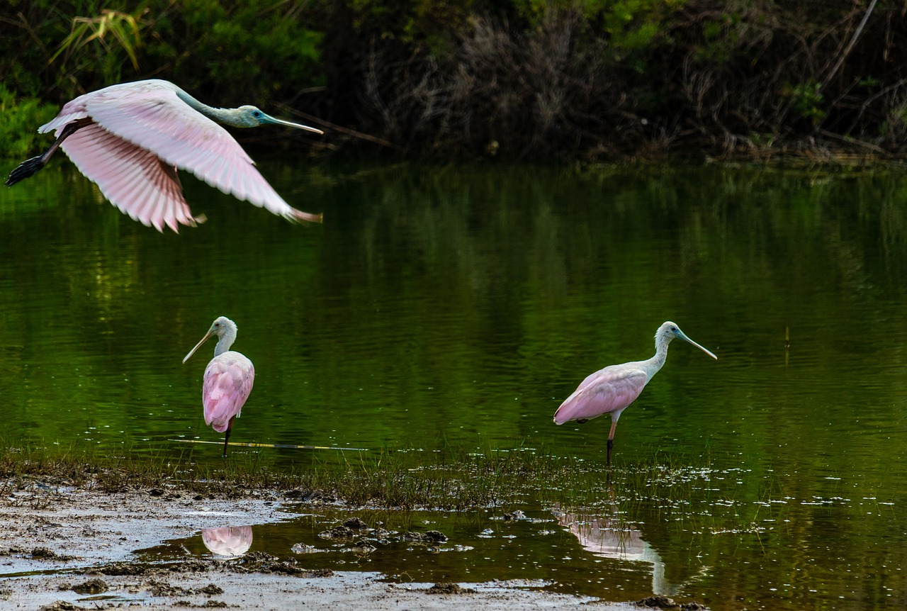100 Free Spoonbill Nature Images Pixabay Spoonbill 3671226 1280