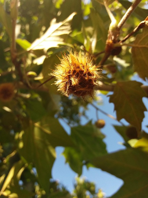 Kastanie, Spätsommer