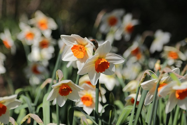 Free Daffodils Spring photo and picture