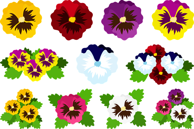 Free pansy fllora purple illustration
