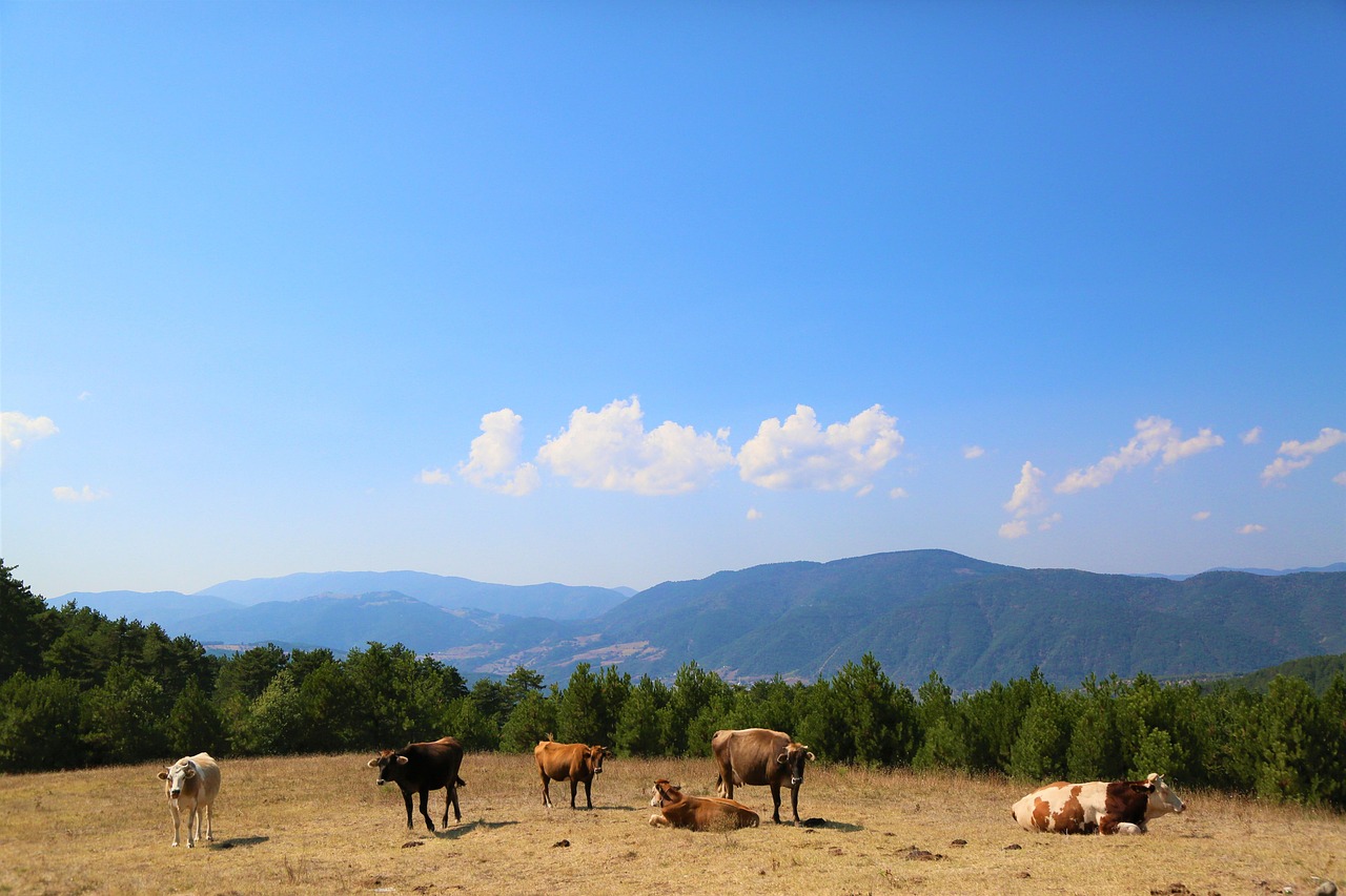 View - free online jigsaw puzzle photo