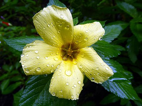 Hibiskus, Malvengewächse, Blume, Gelb